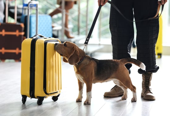 Explosives-Detection-Backer Hotwatt-dog